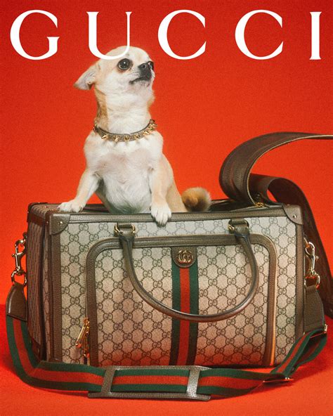 pet gucci prijs|Gucci pet collection.